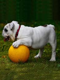 We did not find results for: Bulldog Training Temperament Health More Trainpetdog
