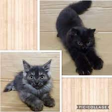 Kucing persia medium adalah kucing yang sangat populer dan paling banyak dipelihara terutama di indonesia. Persia Medium Kitten Online Shopping