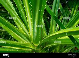 Image result for Pandanus odoratissimus