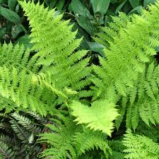 Image result for Athyrium schimperi