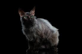 Check spelling or type a new query. Lykoi Cat Breed Information And Pictures Petguide