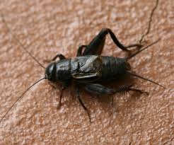 Can bed bugs live in your hair? Bugs And Insects