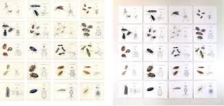 A Conversation with Ecological Artist Eleanor Quist Costello Olson