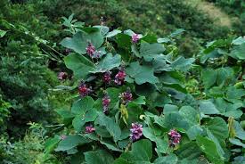 Image result for Pueraria