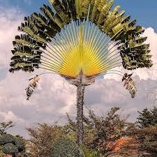 Image result for Ravenala madagascariensis