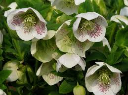 L'uso del casco durante la marcia diventa facoltativo quando la temperatura dell'aria è superiore ai trenta gradi. Elleboro Helleborus Orientalis Helleborus Orientalis Perenni Elleboro Helleborus Orientalis Perenni