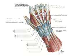 Both tendons and ligaments are dense regular connective tissue, because of its two properties: Extensor Tendons At Wrist Unit 15 Diagram Quizlet