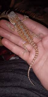 They love the sun and warmth and can do the oddest. Fancy Bearded Dragon For Sale Live Pet Reptiles Petsmart