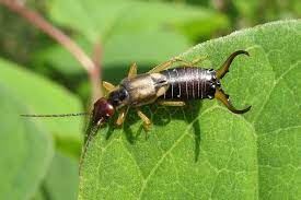 Fill a spray bottle with warm water. How To Control Earwigs In The Garden Leaf Root Fruit Gardening Services