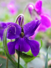 All Newest Pixdaus Purple Flowers Beautiful Flowers Sweet Violets
