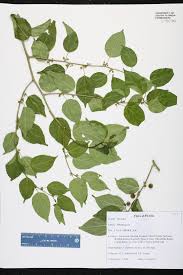 Image result for Colubrina asiatica