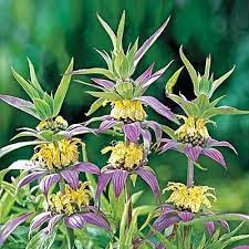 Bee Balm For Hummingbirds Also Known As Monarda Is One Of The Most Effective Flowers To Attrac Flower Garden Garden Solutions Flowers That Attract Hummingbirds