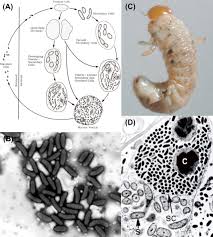 Image result for Rickettsiae