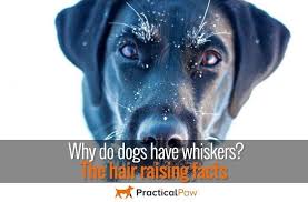 Whiskers should never be cut, but they do grow back at varying rates. Why Do Dogs Have Whiskers The Hair Raising Facts Practical Paw The Dog Lovers Toolkit