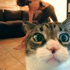 Group of dogs and cats in front of a white background. Milo The Cat Knocks Over The Camera To Stop Viewers Staring At Her Owner S Yoga Lunges Daily Mail Online