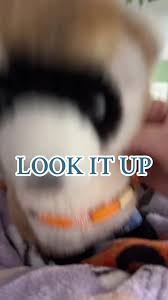 STARTING TO POST MORE YAY #essa #essadog #reaessas #pomsky #pomskypuppies  #pomskyplush #douglas #douglasdog #red #redpenny #penny #essapositivity2024  #serviceanimalsoftiktok ...