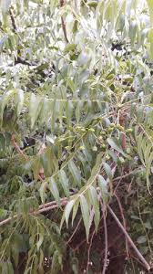 Image result for Kirkiaceae