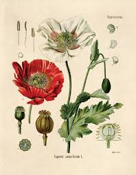 Vintage Opium Poppy Print From Kohlers Papaver Somniferum
