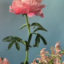 My favourite flower quotes and verses. Pin On Flowers