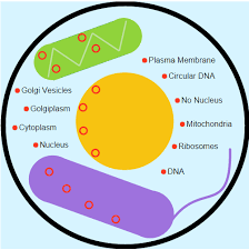 Check spelling or type a new query. Prokaryotic And Eukaryotic Cells Ck 12 Foundation