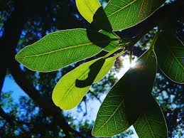 Image result for Ochna manikensis