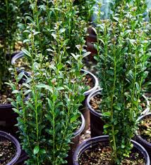 Image result for Ilex