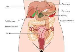 This page provides a photo gallery that presents the anatomy of the abdomen by means of ct (axial, coronal, and sagittal reconstructions). The Stomach S Not Connected To The Uterus But Some Kids And Lawmakers Might Really Think It Is Rewire News Group