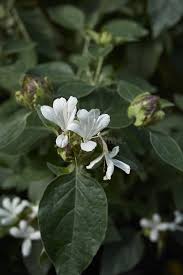 Image result for Barleria albostellata