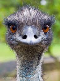 Emu Dromaius Novaehollandiae Australian Fauna Australian Wildlife Australian Animals