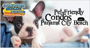 pet friendly condos in panama city