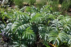 Image result for Melianthus major