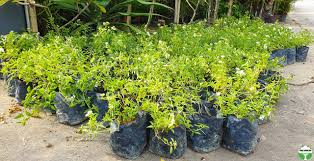 Image result for Lantana nivea