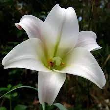 Royal french lily seamless pattern backgrounds. What Is The National Flower Of France And Why Was It Chosen Quora