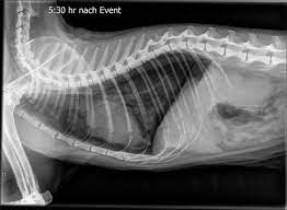 Maybe you would like to learn more about one of these? Nr 88 August 2015 Spontaner Pneumothorax Bei Einer Katze Kleintierpraxis Lyssbach
