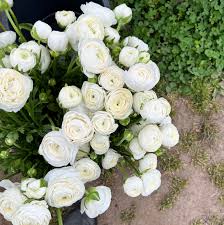 Image result for Ranunculus volkensii
