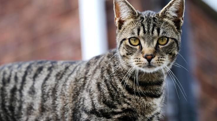 How the Cat Gets Its Stripes: It's Genetics, Not a Folk Tale - The New York  Times