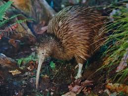 Neuseeland liegt in ozeanien und australien. Fur Neuseeland Sind Jetzt Alle Tiere Empfindungsfahige Lebewesen Gute Nachrichten
