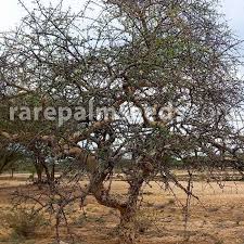 Image result for Commiphora