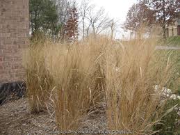 Image result for Panicum merkeri