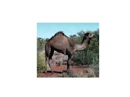 Or precisely, he compares man's posture with that of a camel's. Camels There Are Two Different Types Of Camel