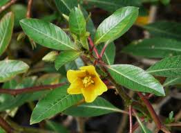 Image result for Ludwigia leptocarpa