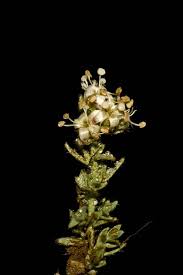 Image result for Cressa cretica