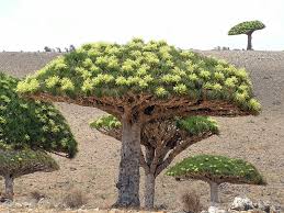 Image result for Dracaenaceae