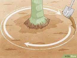 Explore the best info now. 3 Ways To Remove A Palm Tree Wikihow