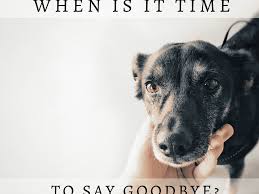 The symptoms of lung cancer in dogs are largely related to the respiratory system. 15 Signs A Dog Is Dying What To Do When Your Dog S Health Declines Pethelpful