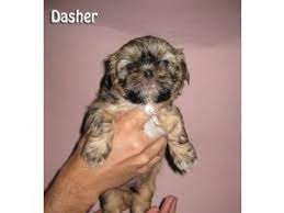 A breed that is a great lap dog, playfull enough to keep up with children, loving enough to keep grandparents happy. Shih Tzu Puppies In Michigan