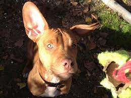Dog Ear Cleaner Recipe Food Com Recipe Dog Ear Cleaner Dog Ear Cleaner Recipe Ear Cleaning