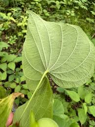 Image result for Dioscoreaceae