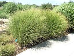 Morning Light Maiden Grass Around The Deck Idea Landscaping Around Deck Miscanthus Morning Light Landscape Plan