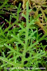 Image result for Lycopodiella cernua